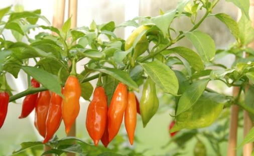 A Pinch of Pepper: Small-Scale Spicy AI Applications